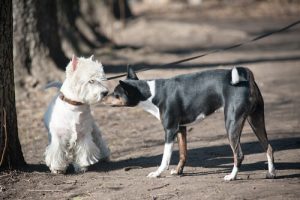 4 choses qui font peur aux chiens