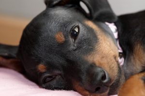 Pourquoi les chiens pleurent-ils ?