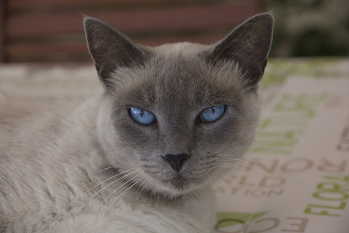 gros plan sur les yeux bleus d'un siamois