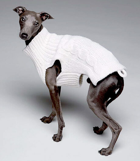 Un lévrier afghan pose dans un pull blanc, type haute-couture