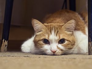 Le premier cabinet juridique spécialisé dans la maltraitance animale ouvre ses portes