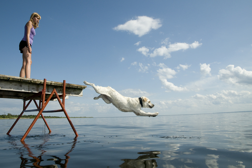 un chien se jette dans la mer