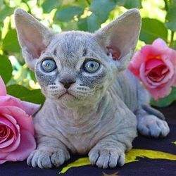 un chat minksin, le corps longs, et sans poils