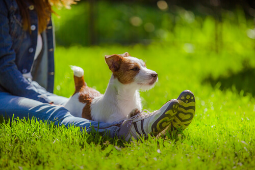 parler à votre chien vous rend plus intelligent