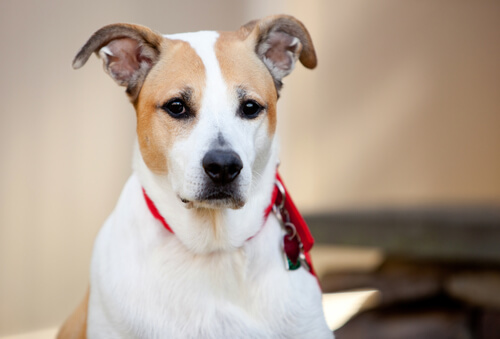 Un chien sans race