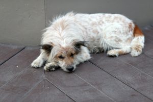 Comment savoir si quelque chose ne va pas chez votre chien