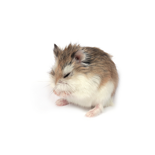 un hamster se nettoie
