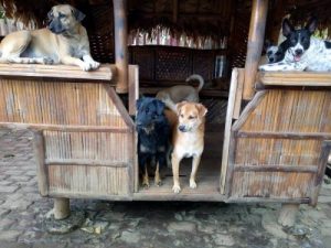 Un enfant a ouvert son propre refuge pour animaux