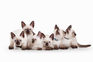 Le siamois, une beauté aux yeux bleus
