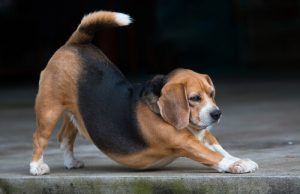 5 signaux d'alerte à reconnaître chez votre chien