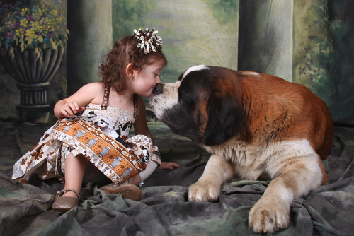 Un Saint-Bernard et une petite fille