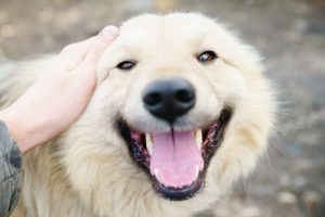 10 raisons expliquant l'amour inconditionnel que vous portez à votre chien