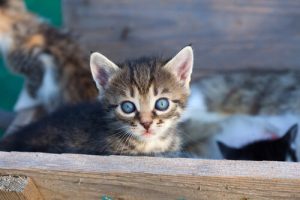 9 raisons d’adopter un chat