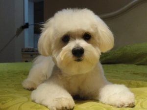 Les chiens qui peuvent vivre en appartement