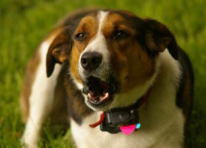 Apprenez à votre chien à parler : c’est plus facile que ça en a l’air