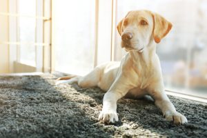 Huit races de chiens affectueux