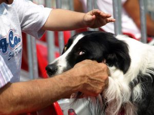 Comment faire ingérer des pilules à un chien ?