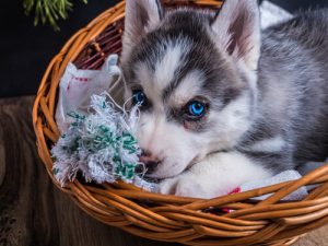 5 conseils pour nettoyer le panier du chien
