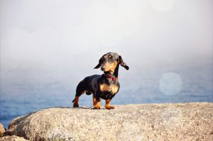 5 soins pour les chiens de petite taille