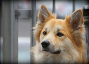 Comment nettoyer les oreilles de son chien ?