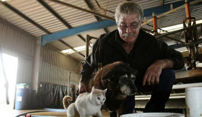La chienne Maggie , son maître et un chat