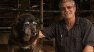 Le plus vieux chien du monde est mort