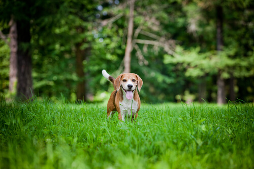 un beagle dans la forêt