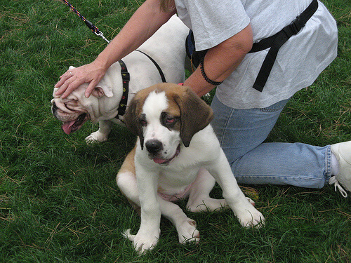 deux chiens caressé par une femme dans un parc