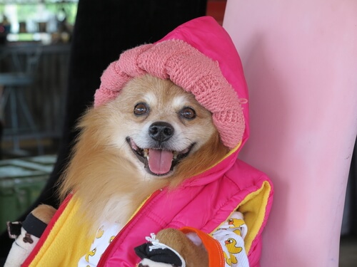 un chihuahua affublé d'un manteau, bonnet et chaussures dans une poussette