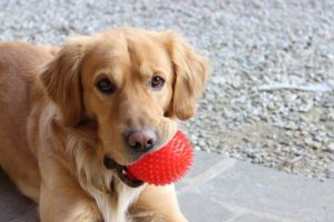 4 jouets faits maison que les chiens adorent