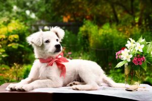 Ne faites jamais ça ! Ces choses que votre chien déteste