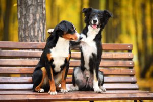 Que faire pour que deux chiens s’entendent ?