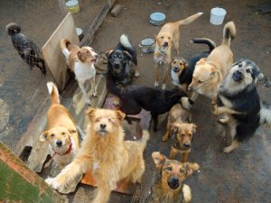 Comment aider les refuges pour chiens et chats ?