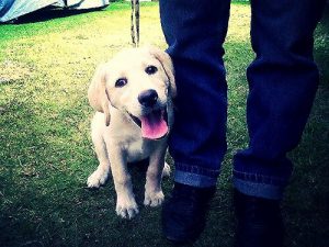 Pourquoi mon chien me suit-il partout ?