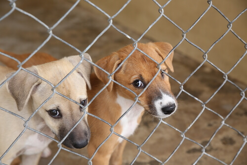 deux chiots derrière une grille