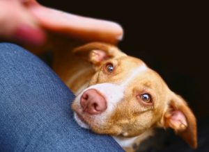 Comment éviter que votre chien ne quémande de la nourriture tout le temps?