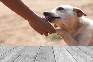 Comment soigner les blessures aux coussinets des chiens et des chats ?
