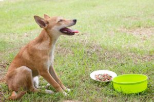 Comment traiter les vomissements de votre chien ?