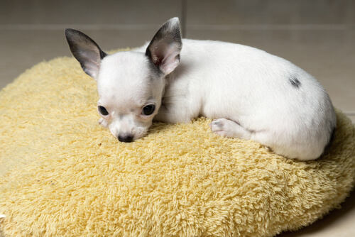 un bébé chihuahua dort sur un coussin