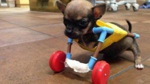 Faites la connaissance de Turbo Roo, un chihuahua avec un esprit de battant