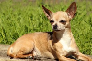 Le chihuahua n'aura plus de secrets pour vous