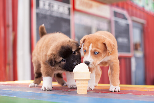Deux chiots lèchent une glace ensemble