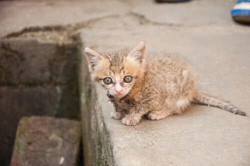un tout petit chat errant dans la rue