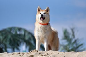 Les bienfaits de l'huile d'olive sur votre chien