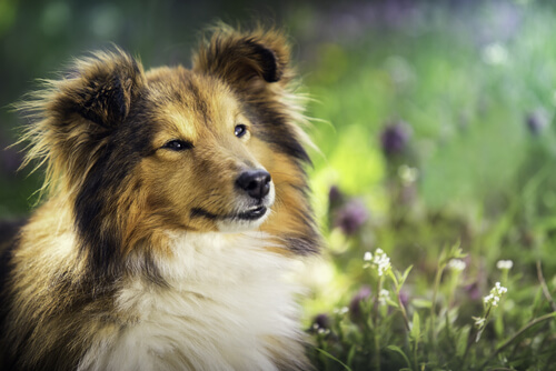 un border collie assis dans l'herbe