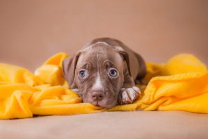 N'ayez pas peur, adoptez-le !