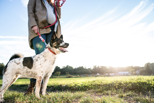 un chien en laisse avec une femme, en extérieur