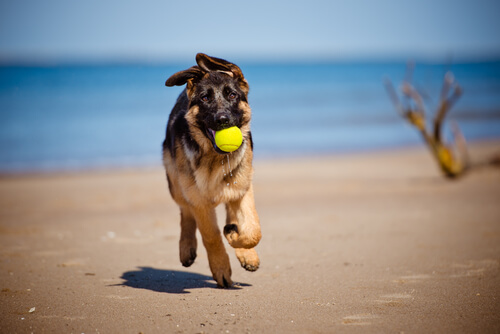 un jeune berger allemand court sur la plage avec une balle