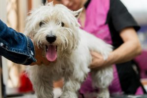 Quels sont les vaccins obligatoires pour votre chien ?