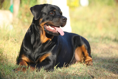 Un Rottweiler entrain de contempler la nature